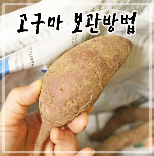 고구마보관방법 :: 이 과정이 가장 중요해요 : 네이버 블로그 고구마보관방법 :: 이 과정이 가장 중요해요 : 네이버 블로그