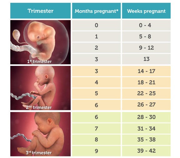 임신 초기 증상, 주수 계산 방법 및 주의 사항 임신 1주차 2주차 3주차