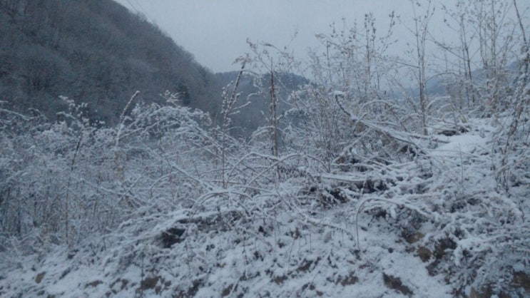 밤사이 설국이 되었어요.