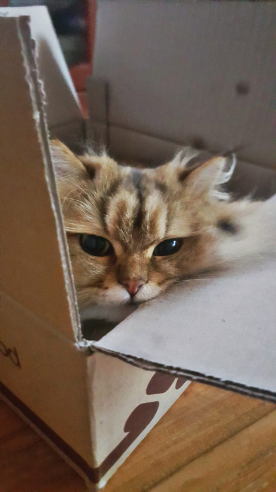  고양이는 이렇게 놀아요