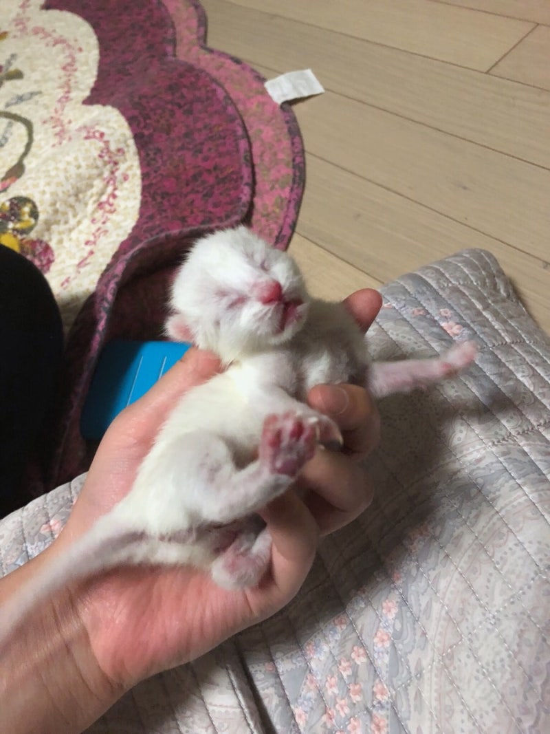 고양이 출산일기 - 출산징후와 출산 후 관리 : 네이버 블로그