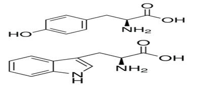 단백질 과포화 Supersaturation / 흡광도 absorbance / Trp, Tyr / 분광광도계 spectrophotometer