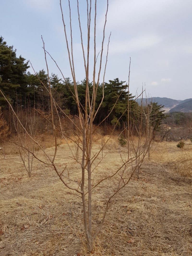 감나무 전지작업 : 네이버 블로그