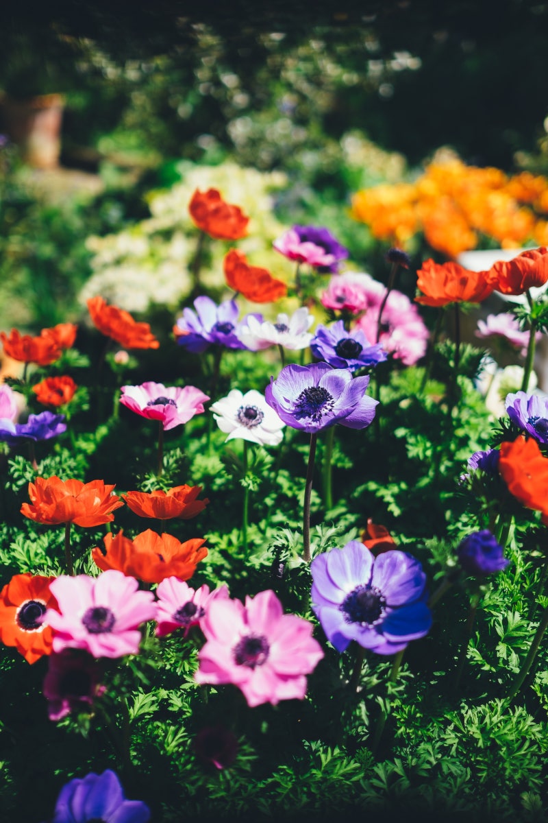 저작권 없는 이미지 공유 봄 Spring 네이버 블로그