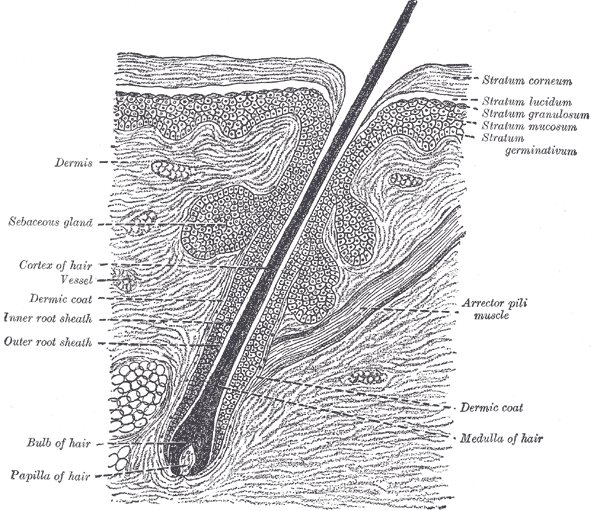 understand of hair : 네이버 블로그 understand of hair : 네이버 블로그