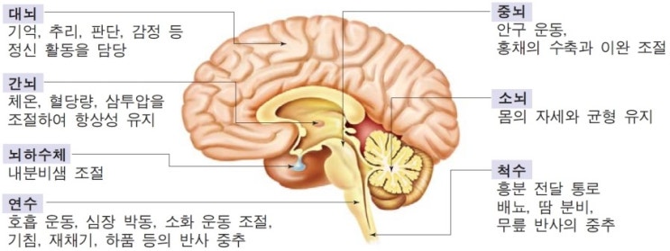  성인간호학 정리 간호학과 공부 - 중추신경계 정리 , 뇌의 기능 정리 , 뇌의 구조