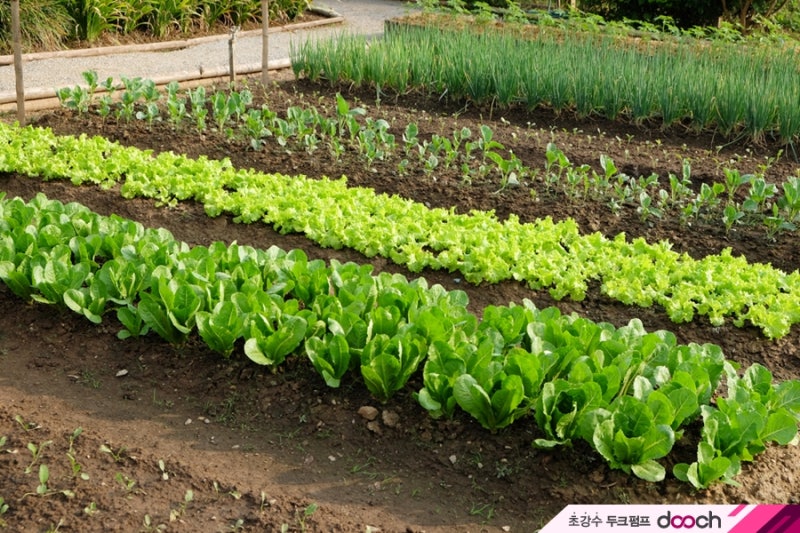 주말 농장 채소밭 가격, 멀칭, 심기 권장 사항 5