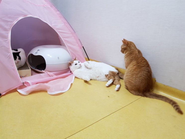 엄마를 부르는 목성이