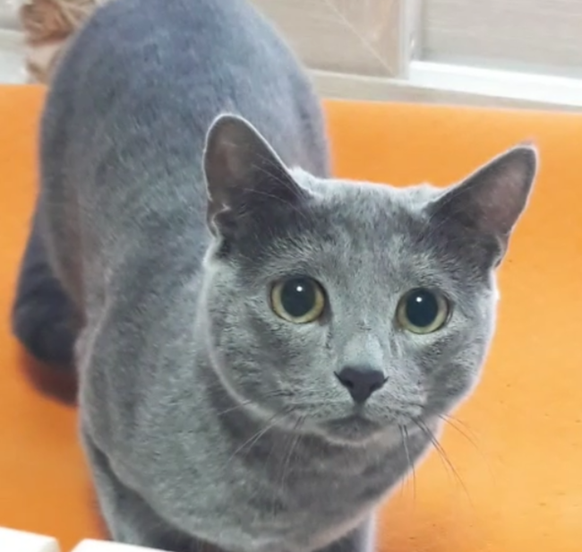  [러시안블루 고양이 '글로리' 268일차]엉덩이 실룩실룩