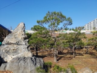  ｀구미시 사곡동 사무실 농장 소나무 전지 및 유인 작업。