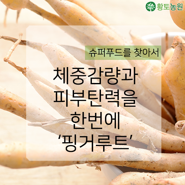  (슈퍼푸드) 다이어트 효과와 피부 미용에 좋은 대세 핑거루트 효능