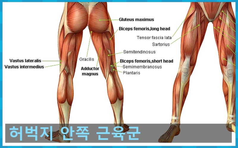 허벅지 안쪽 다이어트 얇아지는 계단 운동 본 허벅지 다이어트 방법 리뷰