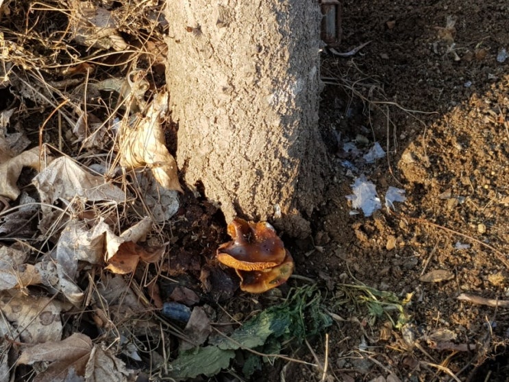  이버섯은 식용일까요~~???