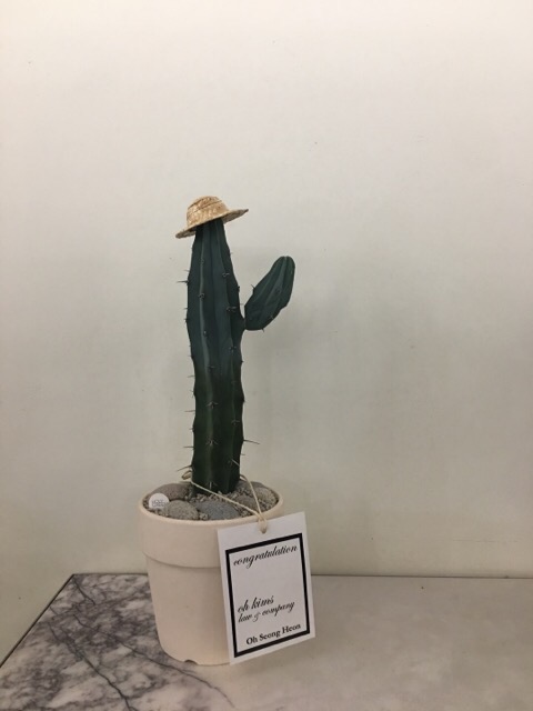  홀리그린/너무사랑스러운 식물선물, 합정/Holygreen/화분 선물 후기