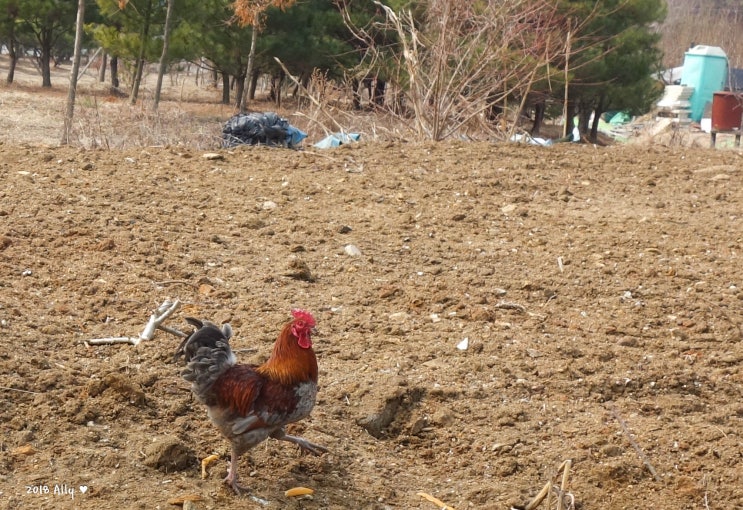  닭의 수명 백과가 맞겠지