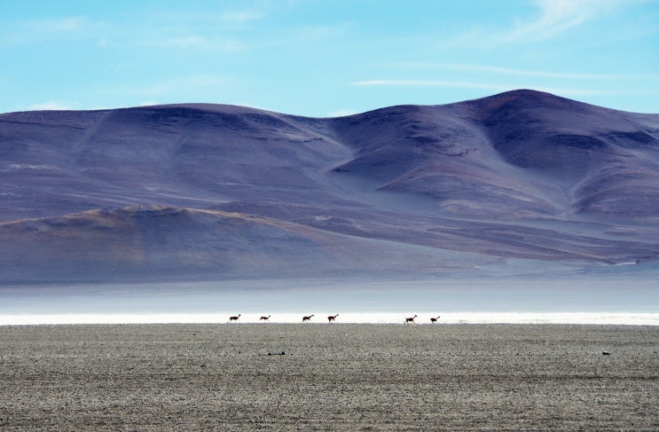 남미 여행 일기 (9) 칠레 아타카마 타라사막