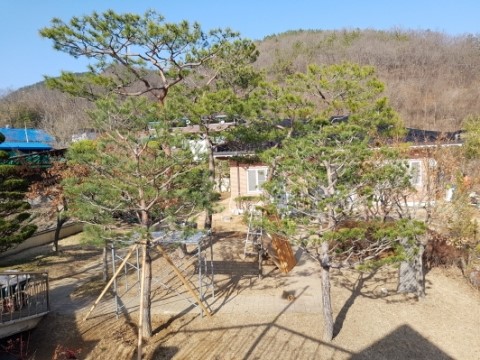  ｀구미조경업체 보림조경에서 고령면 가정집 수목 전지를 가다。 
