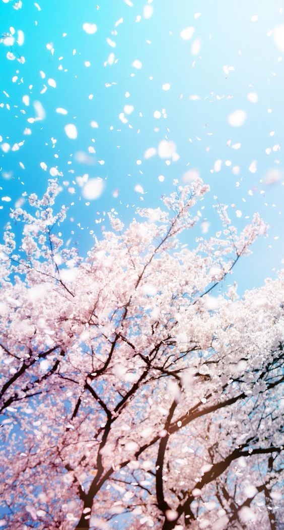 아이폰 배경화면 봄에 어울리는 꽃 이미지들 : 네이버 블로그