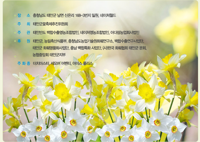  태안 여행 봄꽃 축제 2018 제 1회 태안 수선화 축제 안면도방면