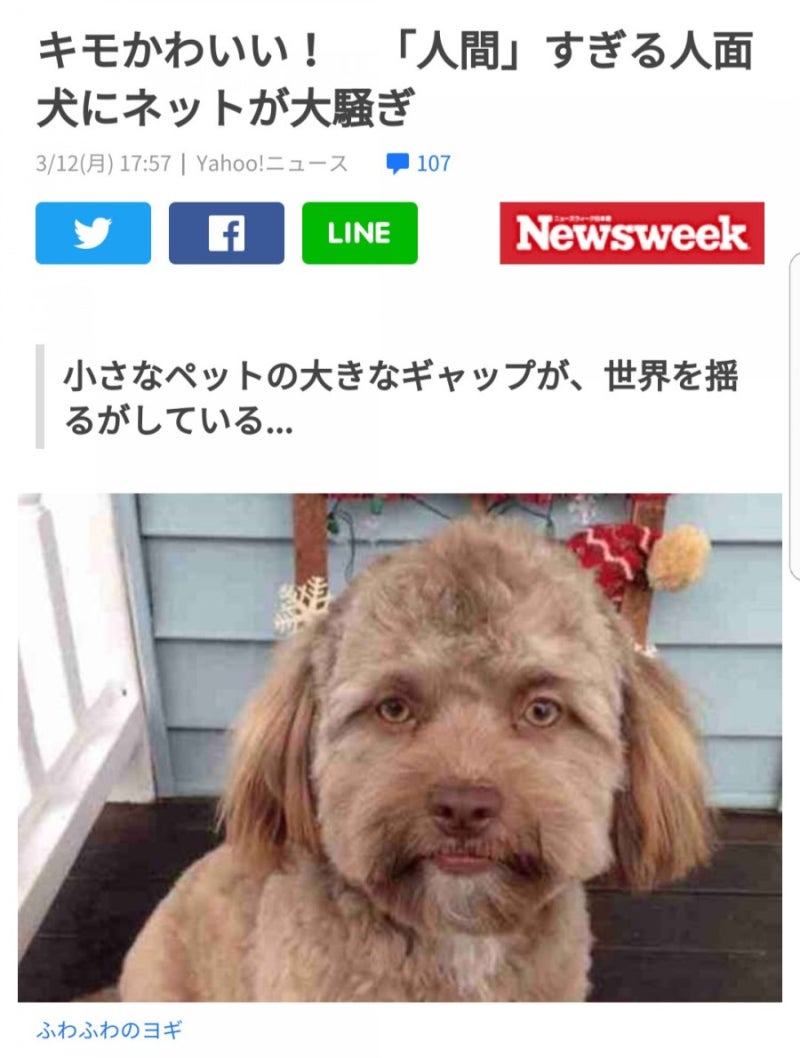 植物スタンド 屋内 屋外 クリエイティブ 木製プランター 動物樹脂製植木鉢 かわいい犬の形をした植木鉢、DIY 漫画クリエイティブ植 即納】気持ち悪い顔の猫の植木鉢オブジェ  多肉植物 花瓶 猫 植木鉢 フラワーアレンジメント, image size:800x1058