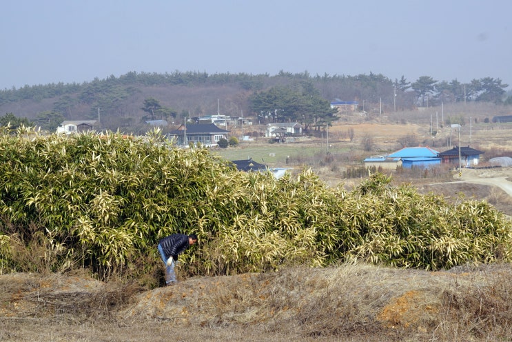  신우대의 침범
