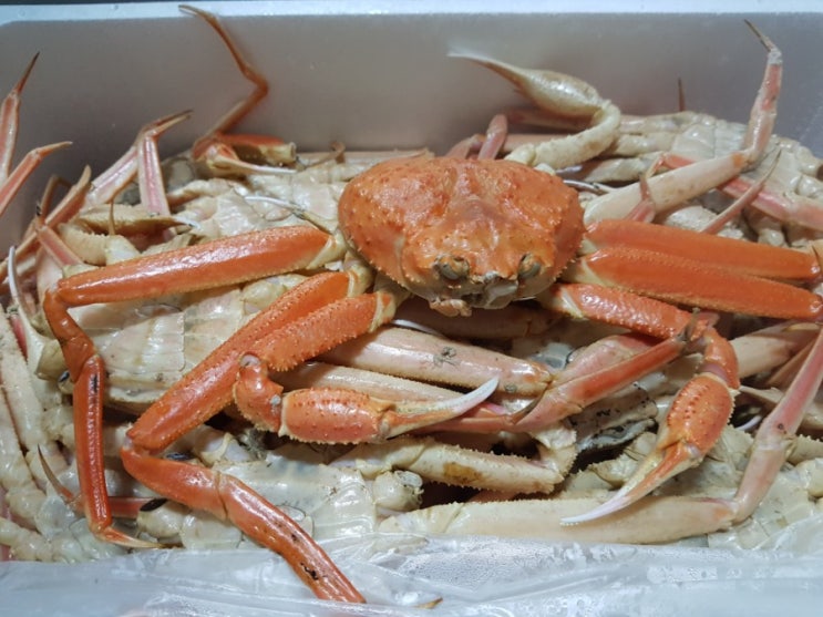 울진 여행 : 경북 맛집 / 울진 맛집 / 후포항 맛집 / 후포어시장 / 후포 회 도매센터 / 남산 회집 / 백년 손님 남서방 촬영지 울진 여행 : 경북 맛집 / 울진 맛집 / 후포항 맛집 / 후포어시장 / 후포 회 도매센터 / 남산 회집 / 백년 손님 남서방 촬영지