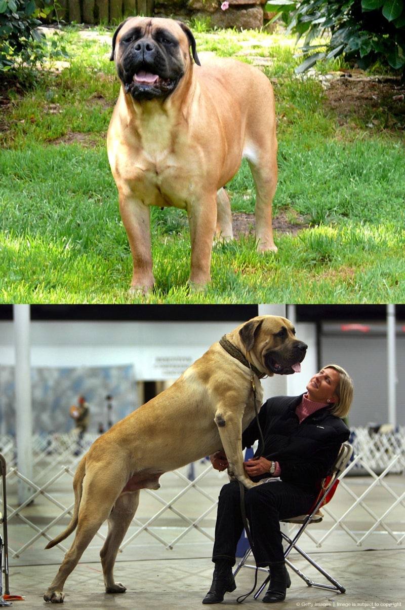 불마스티프 볼수록 매력적인 견종의 History : 네이버 블로그, image size:800x1204