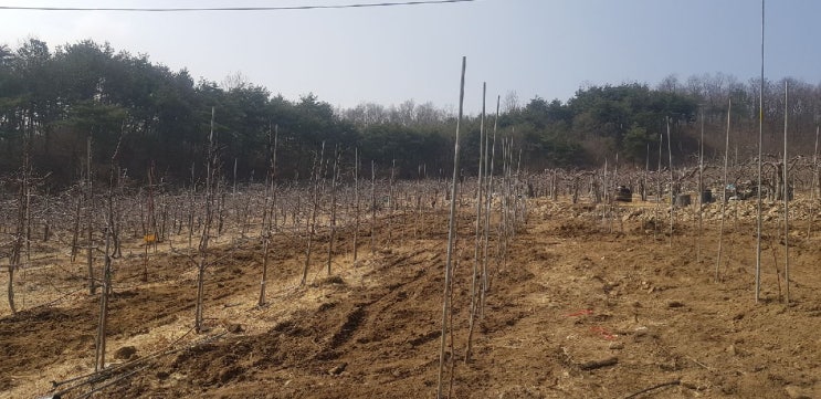  사과 나무 심기