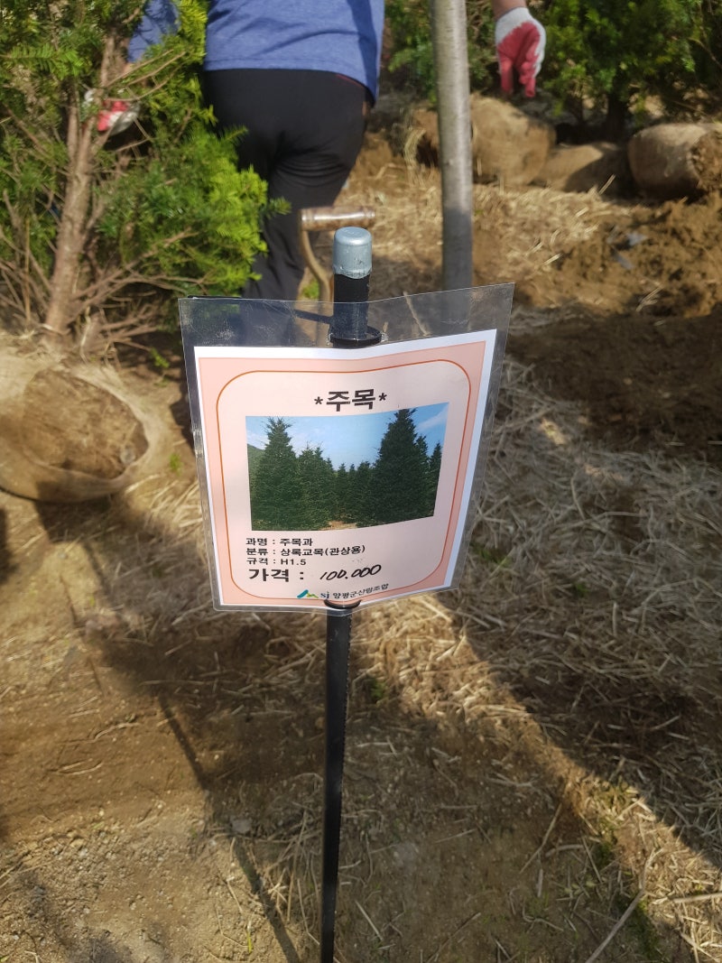 묘목 가격 – 양평 삼림조합 묘목 전시판매 시장 : 네이버 블로그
