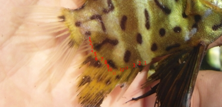 추기(追記) 육동가리돔 Evistias acutirostris / Family Pentacerotidae  황줄돔과