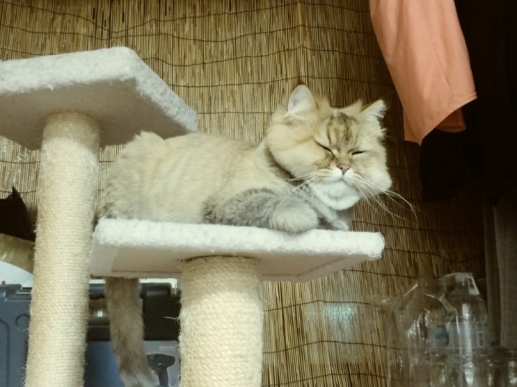  고양이 풀 키워서 먹여 봤어요...(캣 그라스)