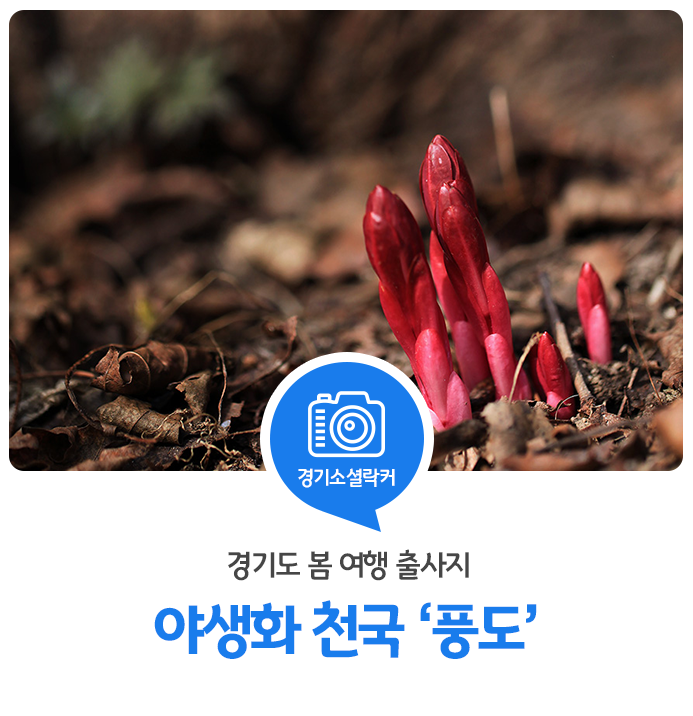 경기도 봄 출사 여행지, 푸른 바다와 조화를 이루는 야생화 천국 '풍도'에 가다 경기도 봄 출사 여행지, 푸른 바다와 조화를 이루는 야생화 천국 '풍도'에 가다