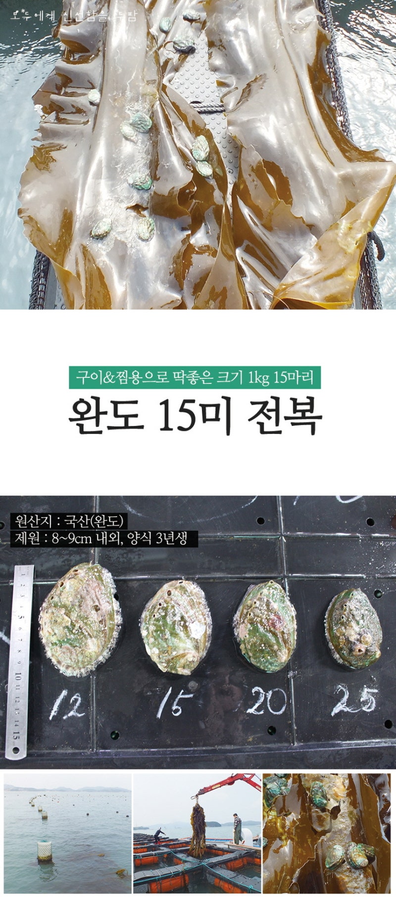 완도전복직거래전문점 두팜에서 만난 전복 1kg 상품! 13