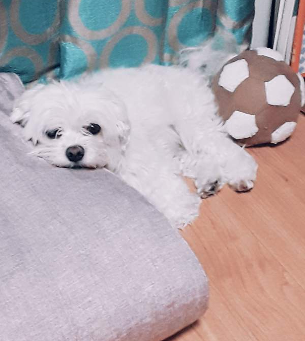 강아지 파비 강아지 파비