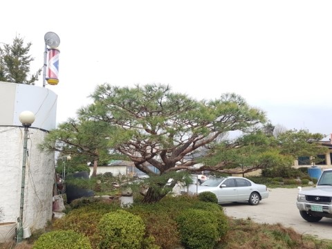  ｀구미시 북삼면으로 소나무전지를 가다 。보림조경