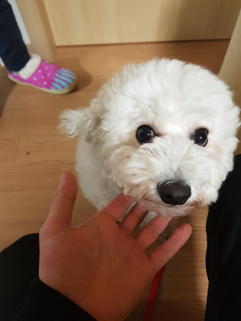 견종 크기, 견종 사이즈, 소형견 중형견 대형견 기준? : 네이버 블로그, image size:800x1067