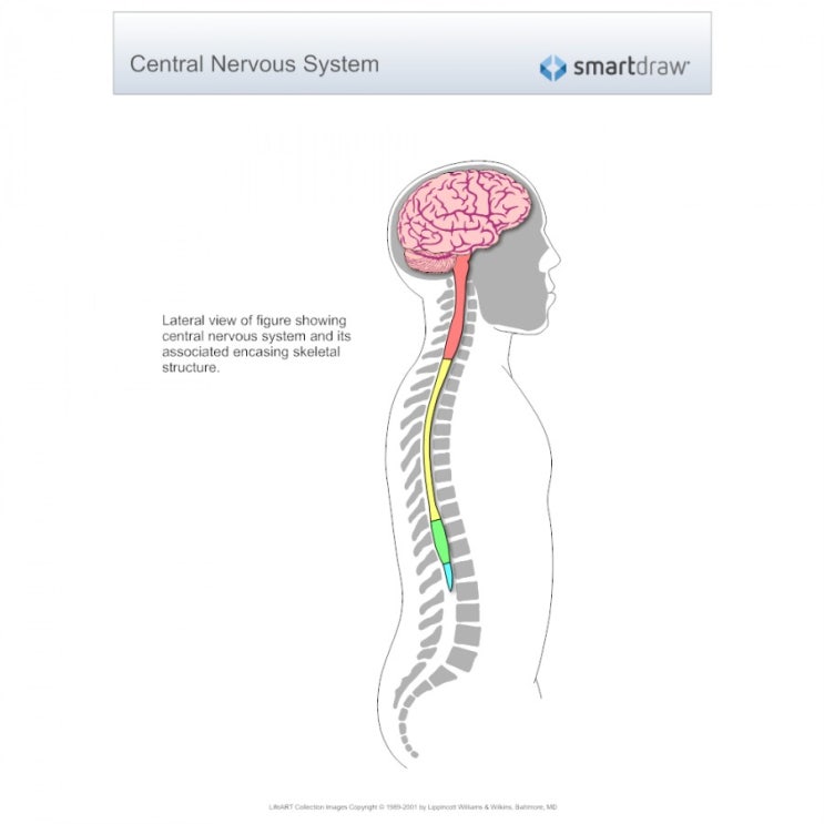  목,경추 도수치료로 두통,어지러움이 좋아지는 이유 duramatter 와 myodural bridge
