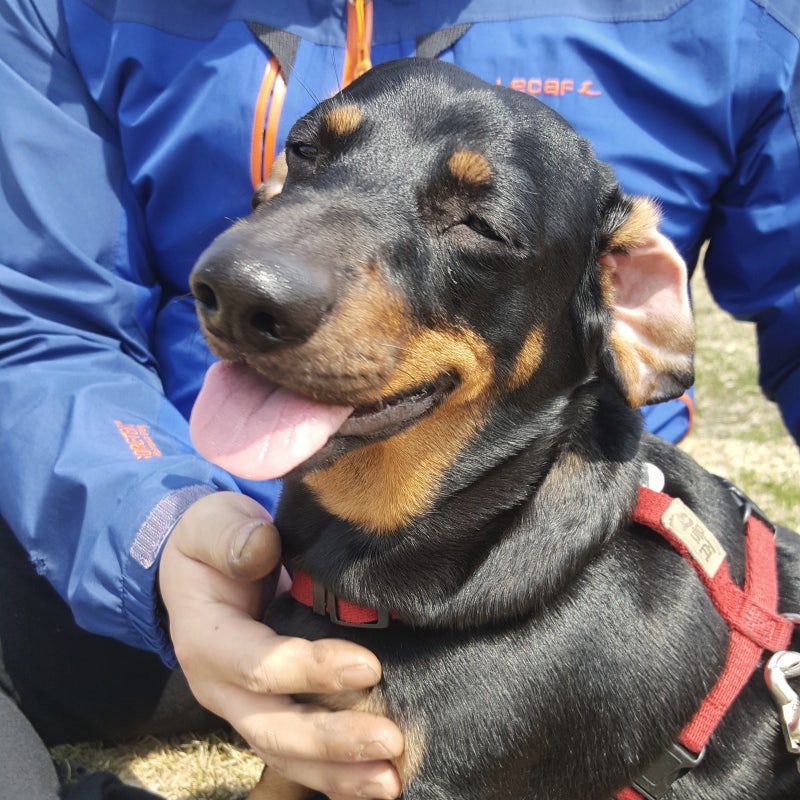 자전거 25마리 개 공격 a b c d