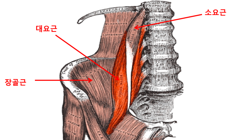 [근육학 Series] 장요근(Iliopsoas Muscle) : 네이버 블로그