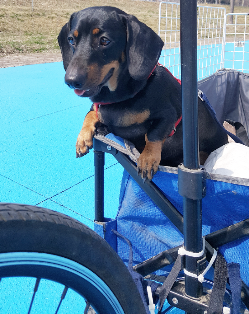 자전거 25마리 개 공격 a b c d