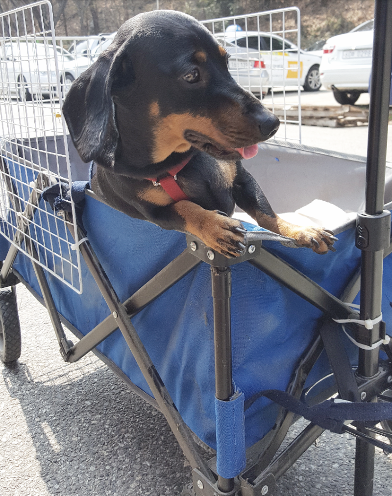 자전거 25마리 개 공격 a b c d