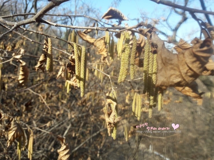 신기한 꽃을 발견 개암나무와 개암나무의 꽃 不思議 ふしぎ な花を発見 榛 はしばみ の木とハシバミの花 네이버 블로그