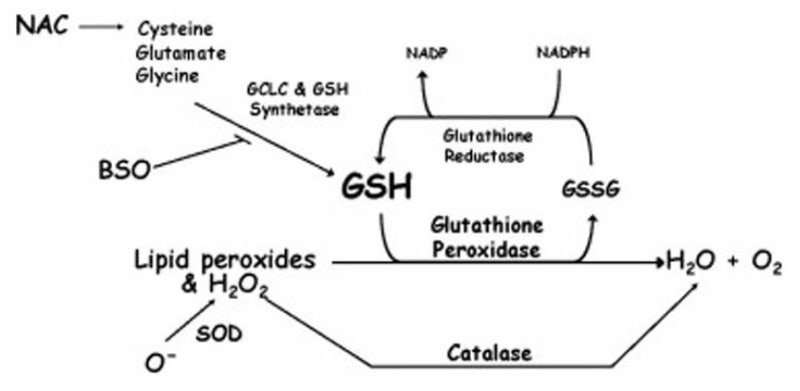글루타치온(Glutathione: GSH): 인체의 자연적인 항산화 성분 : 네이버 블로그