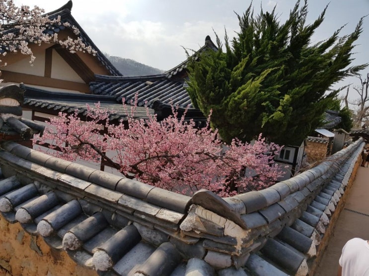 대구 여행 : 대구 꽃구경 / 홍매화 / 청매화 / 대구 가볼만한 곳 / 대구 남평 문씨 본리 세거지 / 봄 나들이 명소 대구 여행 : 대구 꽃구경 / 홍매화 / 청매화 / 대구 가볼만한 곳 / 대구 남평 문씨 본리 세거지 / 봄 나들이 명소