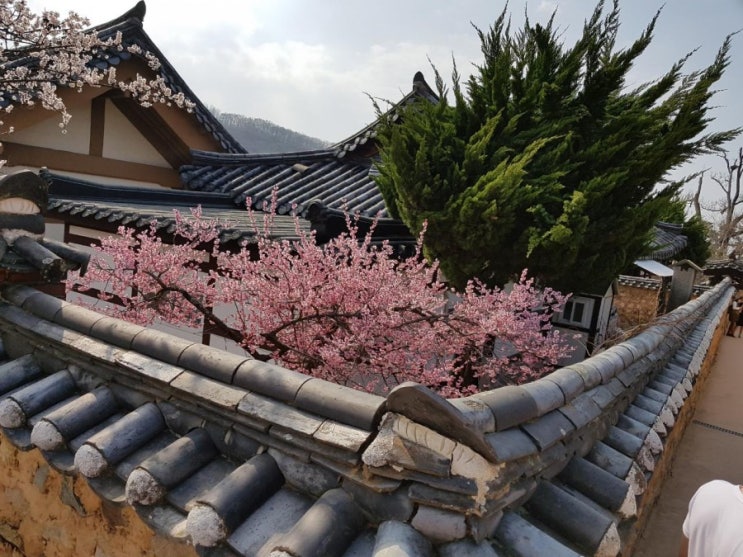 대구 여행 : 대구 꽃구경 / 홍매화 / 청매화 / 대구 가볼만한 곳 / 대구 남평 문씨 본리 세거지 / 봄 나들이 명소