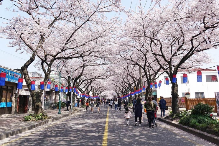 제주 왕벚꽃 축제 포인트 제주 왕벚꽃 축제 포인트