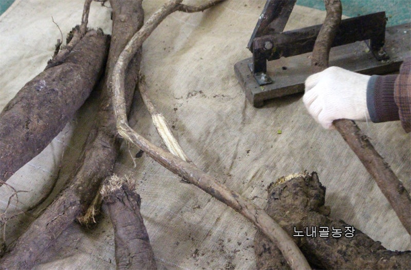 [갈근가격] 자연산 칡파는곳 소개 갈근효능 [갈근판매] : 네이버 블로그