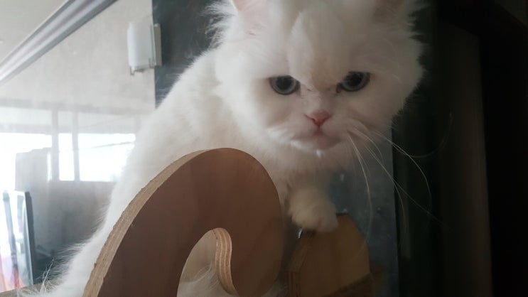  고양이 털빠짐 사랑으로 안아주세요.