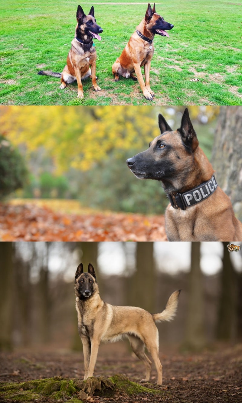 벨지안 셰퍼드 독 벨기에 국견의 역사와 기질 : 네이버 블로그, image size:800x1330