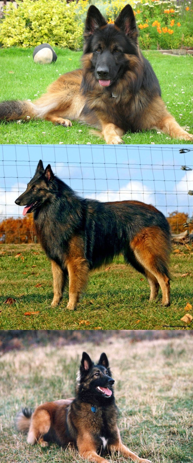 벨지안 셰퍼드 독 벨기에 국견의 역사와 기질 : 네이버 블로그, image size:800x1918